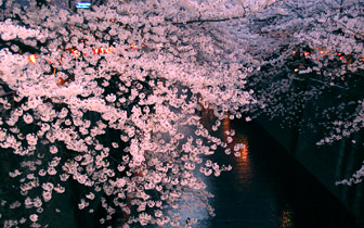 08sakura.jpg