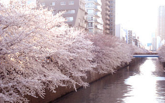 2012sakura1.jpg
