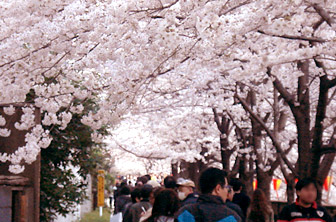 2012sakura2.jpg