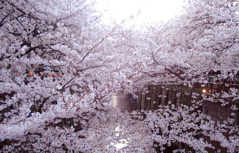 2012sakura3.jpg