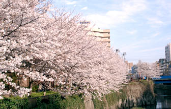 blossom.jpg