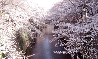 cherry2010.jpg