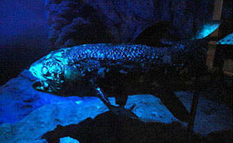 coelacanth1.jpg