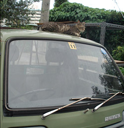 gaijin_cat.jpg