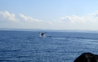 hw_tail1.jpg