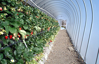 is_strawberry1.jpg
