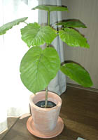 plant.jpg