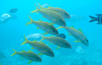tenbo_fish2.jpg