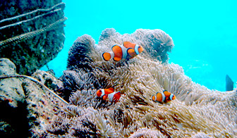 tenbo_fish3.jpg