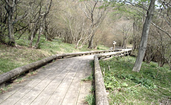 tutuji4.jpg