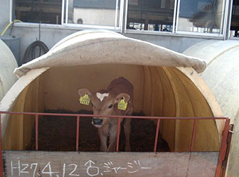 ymfarm_cow.jpg