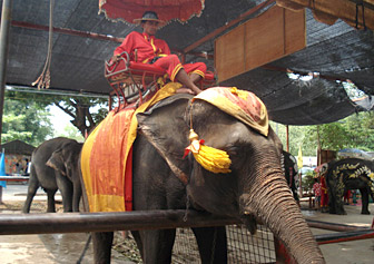 elepha_ride2.jpg